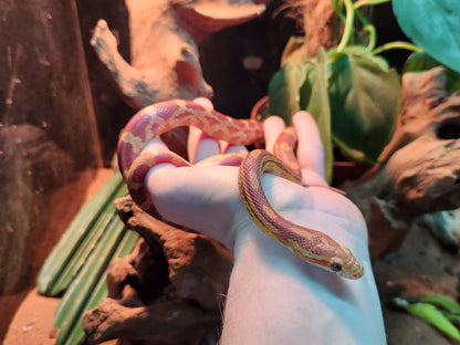reddit corn snake plants Caramel Anery / Motley Stripe Corn Snake – Fish Tank Limited