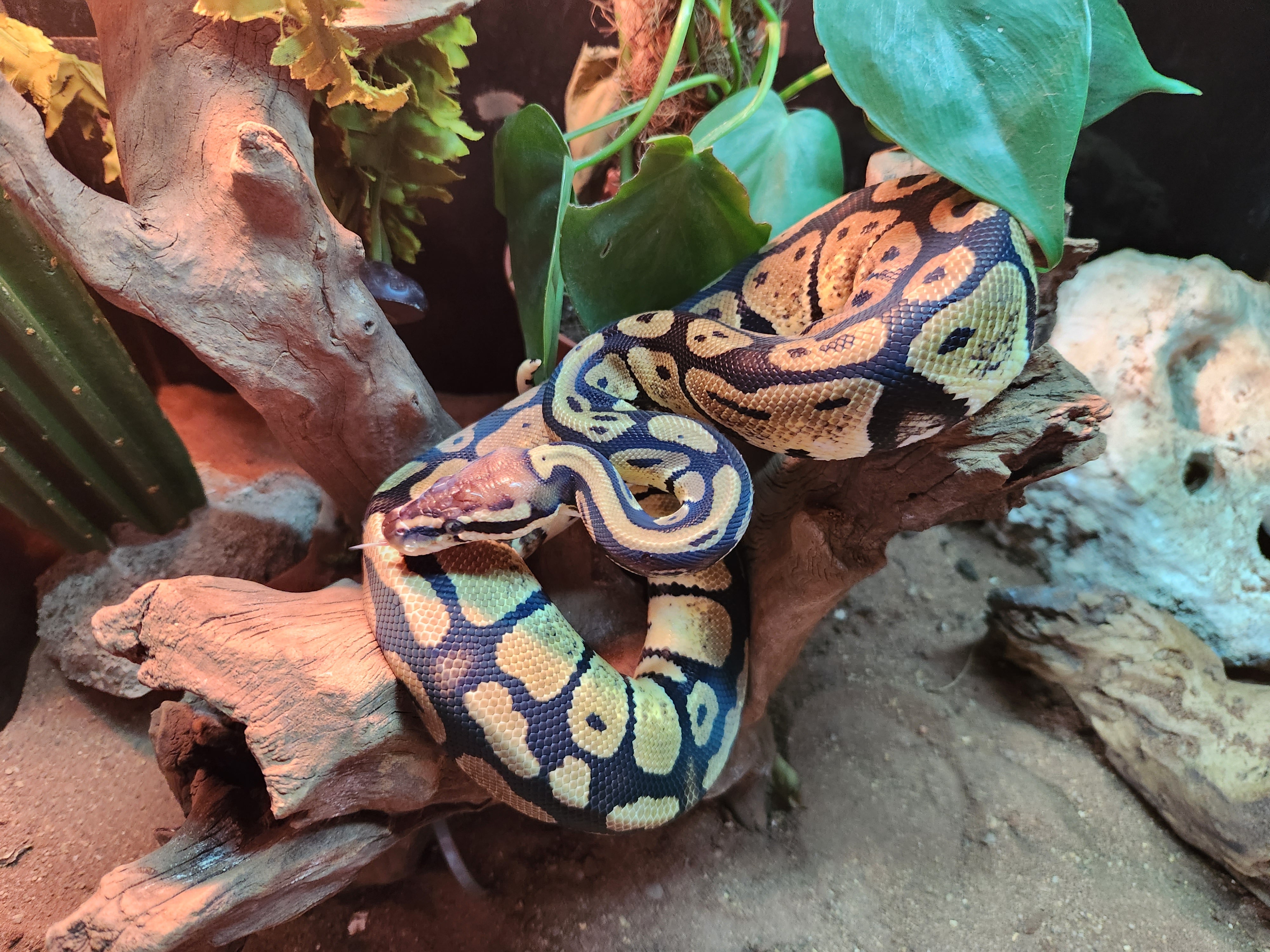 Gold Blush Royal Python – Fish Tank Limited