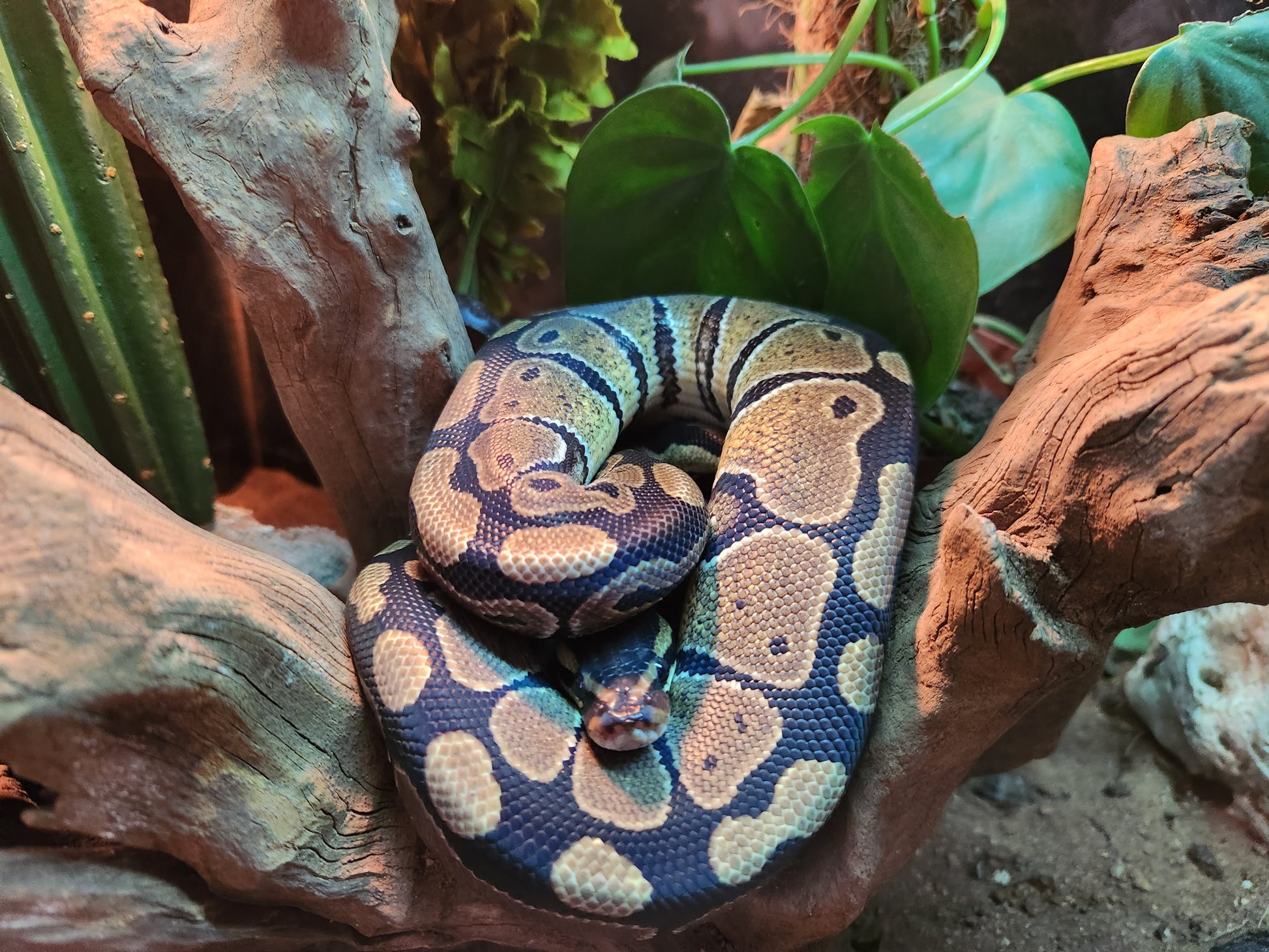Wild Type Royal Python Royal Python Wild Type – Fish Tank Limited