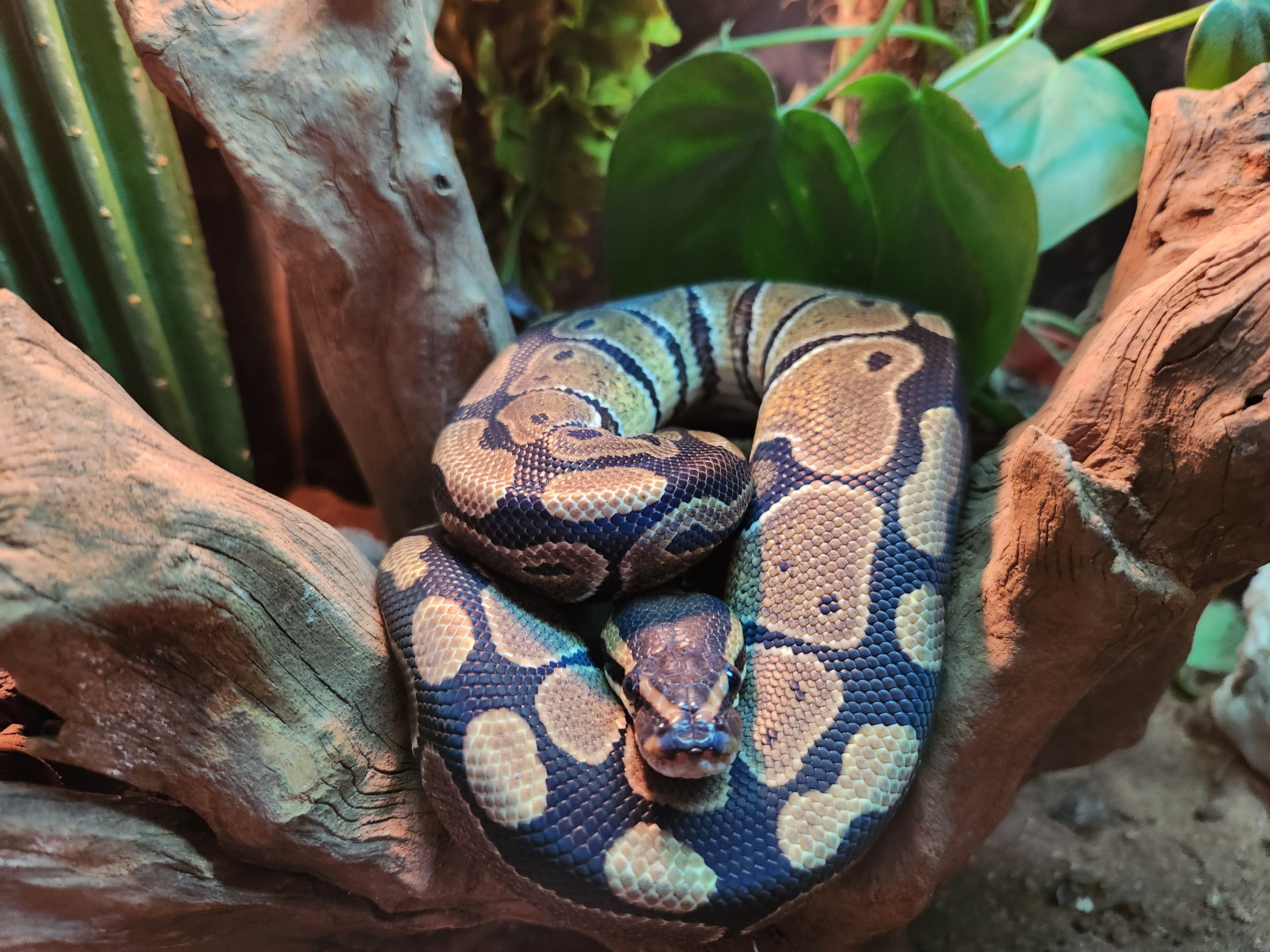 Wild Type Royal Python Royal Python Wild Type – Fish Tank Limited