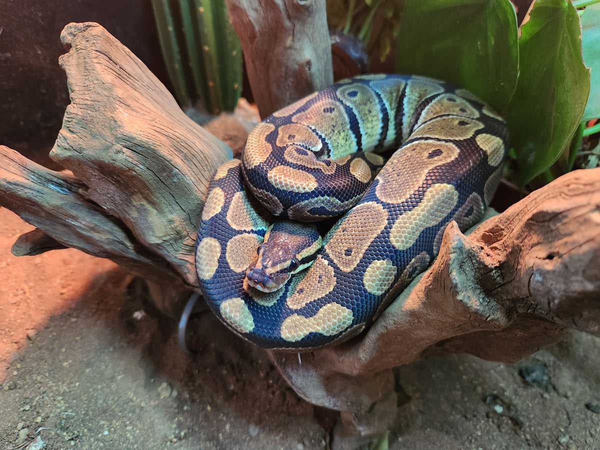 Wild Type Royal Python Royal Python Wild Type – Fish Tank Limited