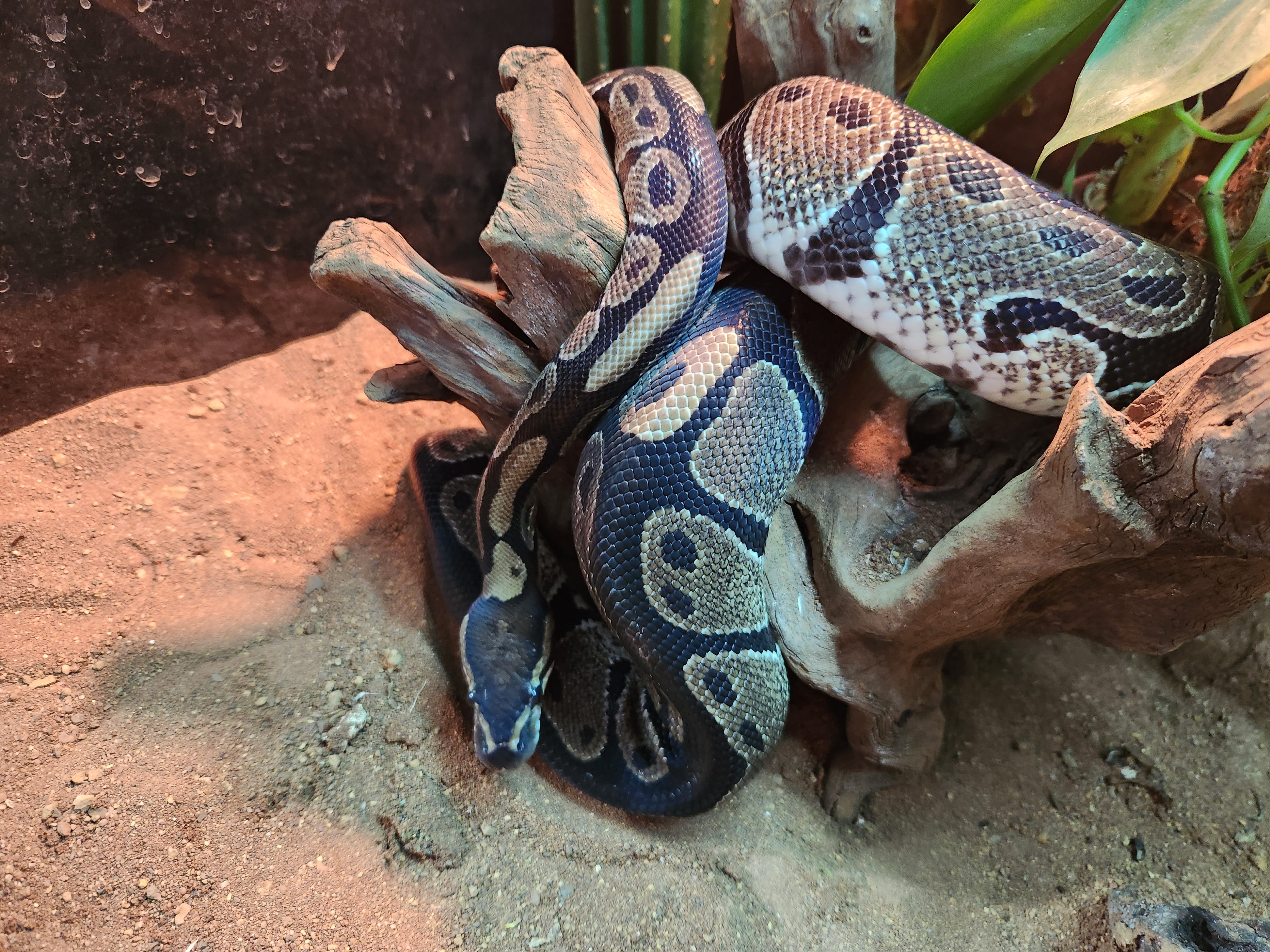 royal python - the world of fish and pets Images High... Gravel Royal Python – Fish Tank Limited