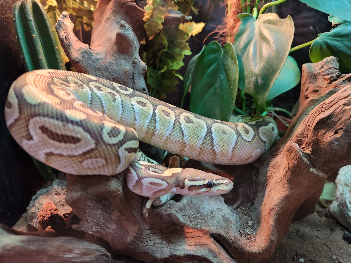 Lesser Hatchling Royal Python Lesser Het Clown Royal Python – Fish Tank Limited