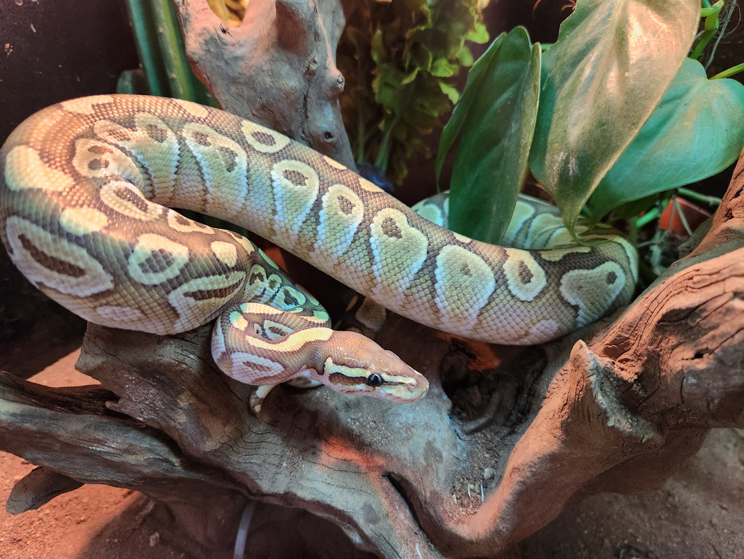 Royal Pythons – Fish Tank Limited