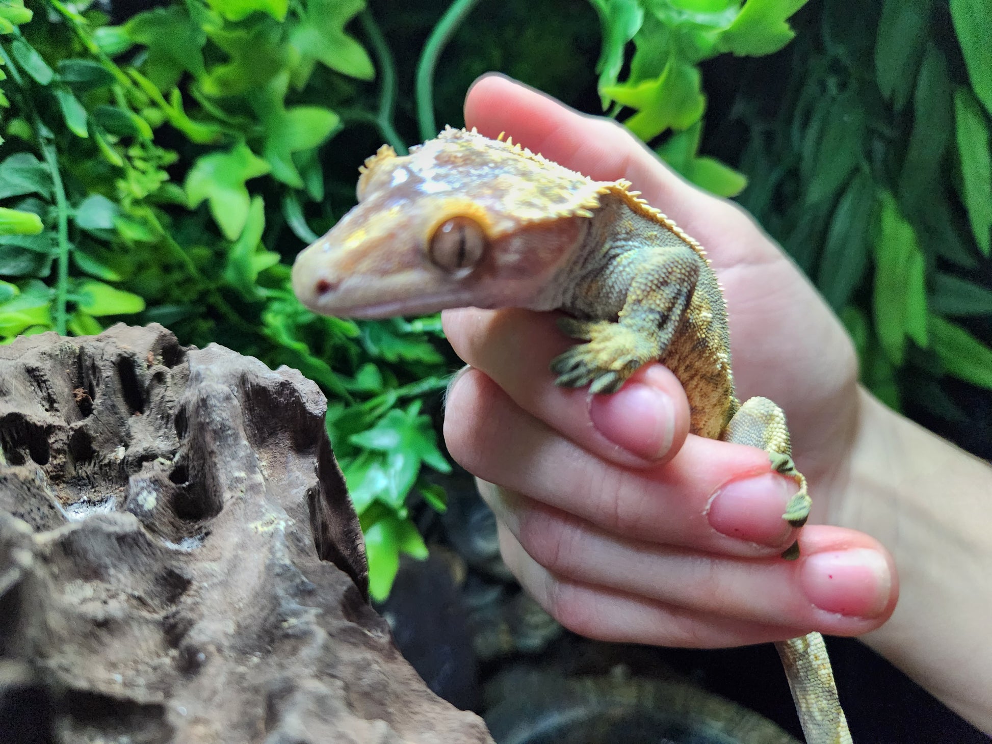 Harlequin Crested Gecko – Fish Tank Limited - Main Image