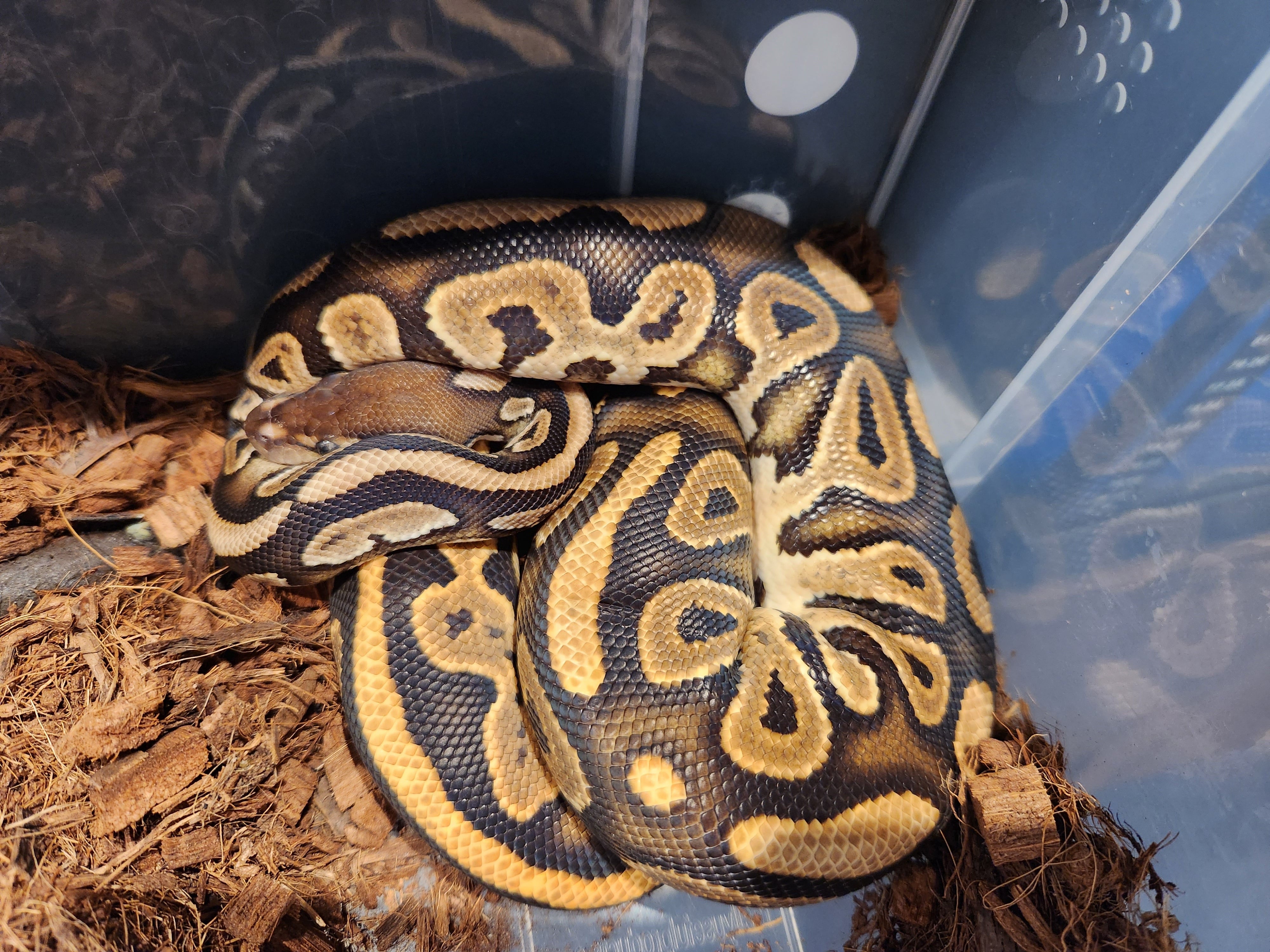 Pide Royal Python Black Pastel Het Pied Royal Python – Fish Tank Limited