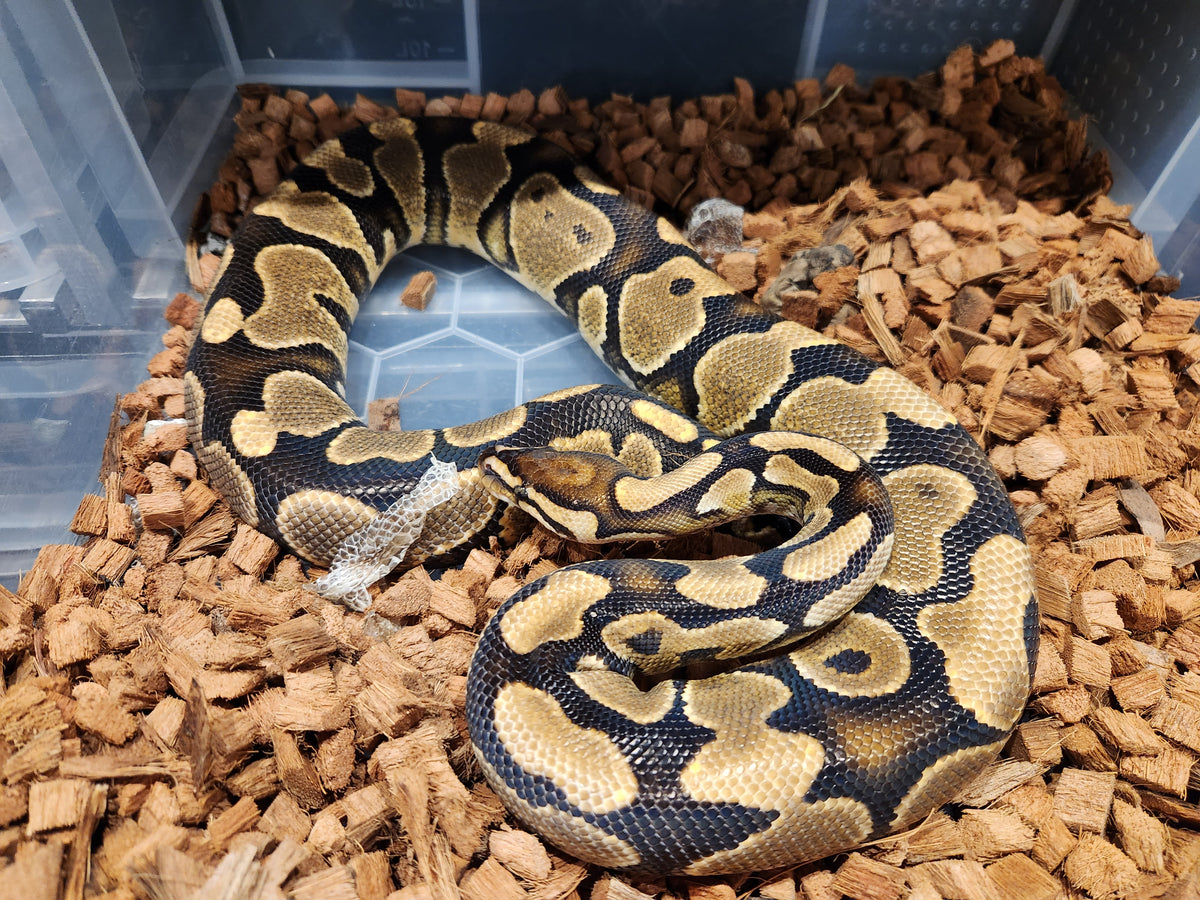Royal Python Belly Yellow Belly Royal Python – Fish Tank Limited