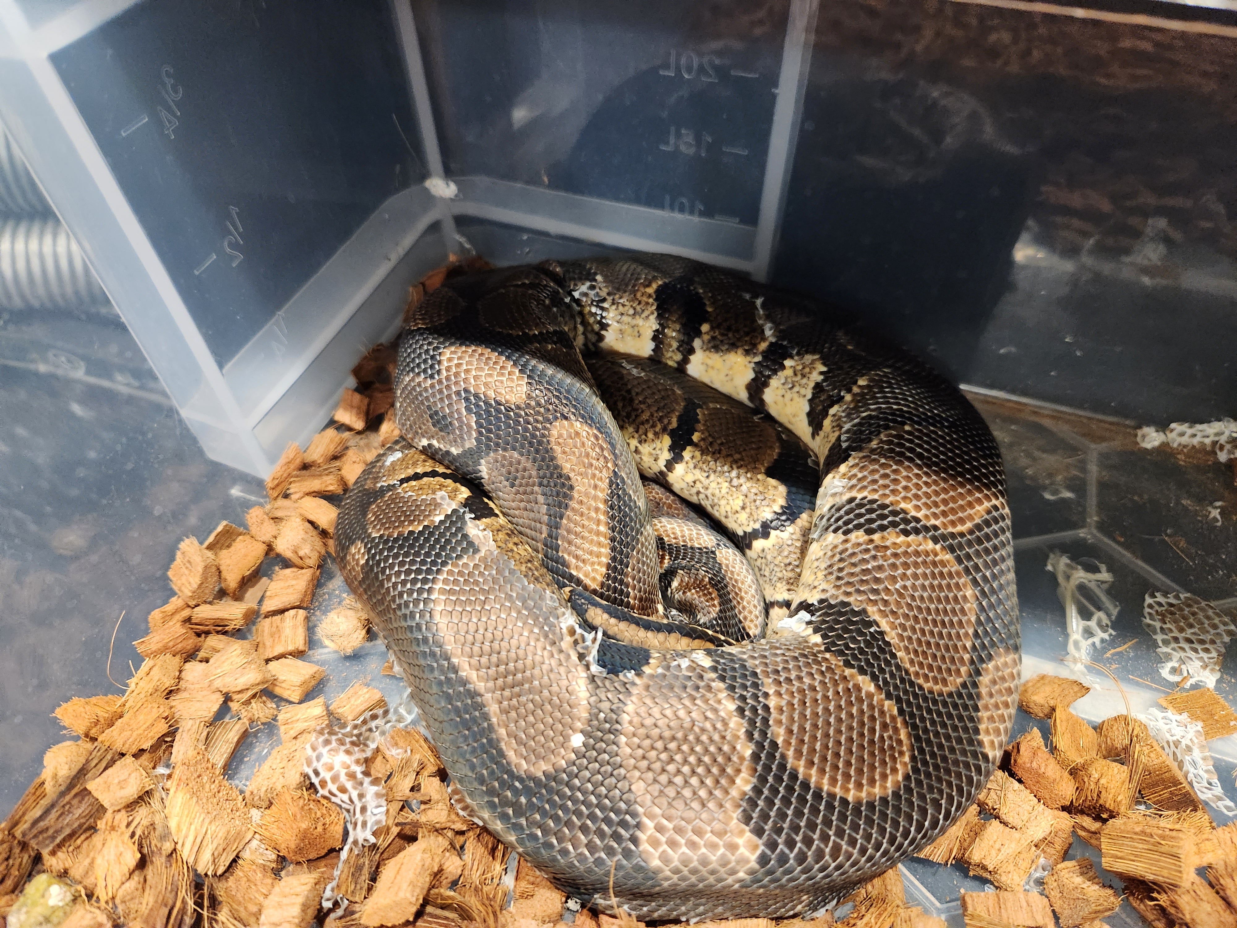 royal python - the world of fish and pets Images High... Gravel Royal Python – Fish Tank Limited
