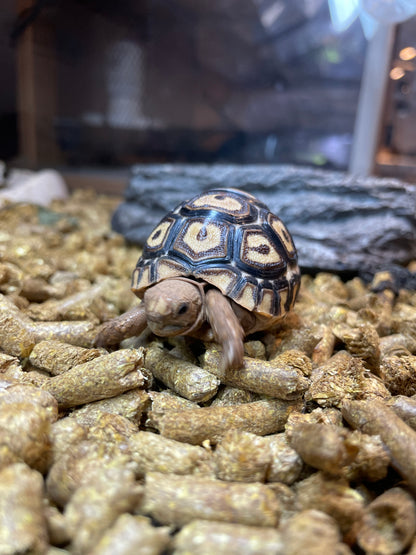Leopard Tortoise