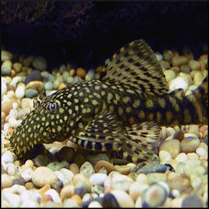 Bristle nose pleco 3-5cm