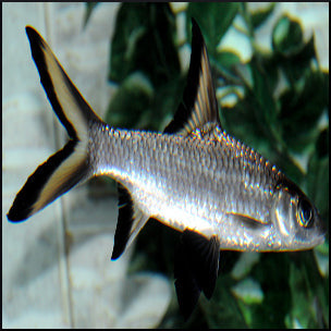 Silver bala shark