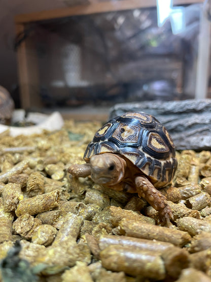 Leopard Tortoise