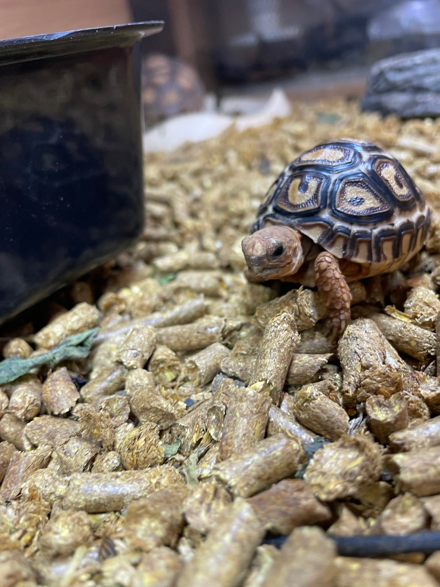 Leopard Tortoise