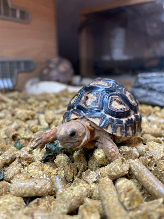 Leopard Tortoise