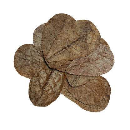 HabiStat Leaves