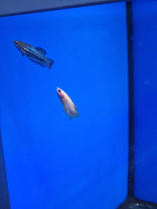 Female betta