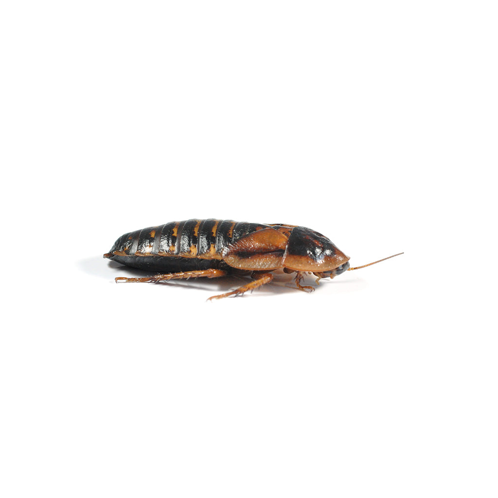 Dubia roaches 20mm