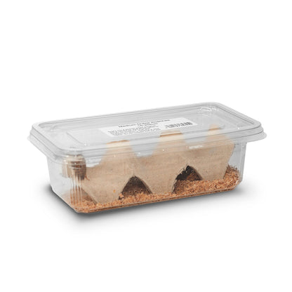 Live locusts size 5