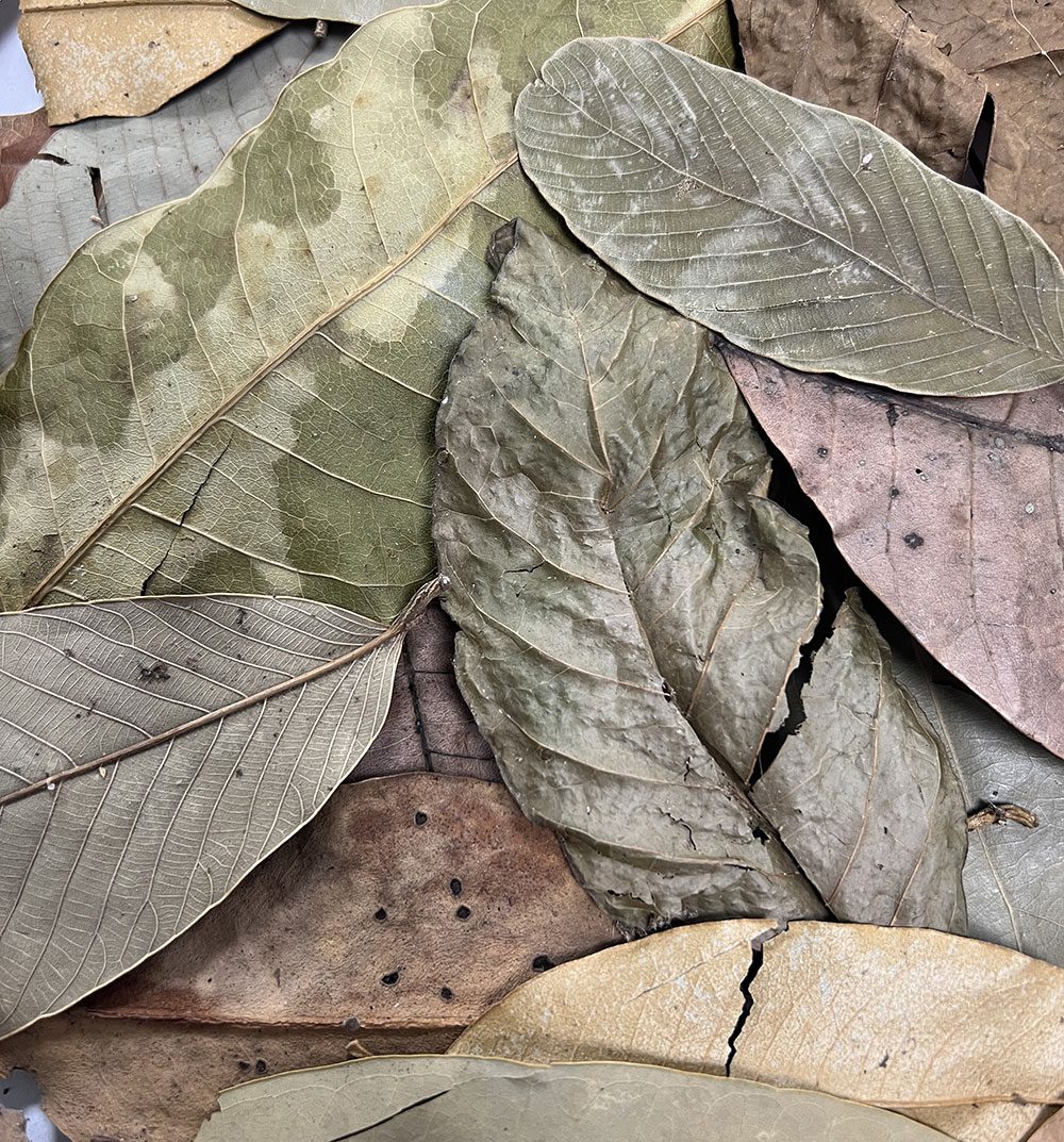 ProRep Bio Life Leaf Litter