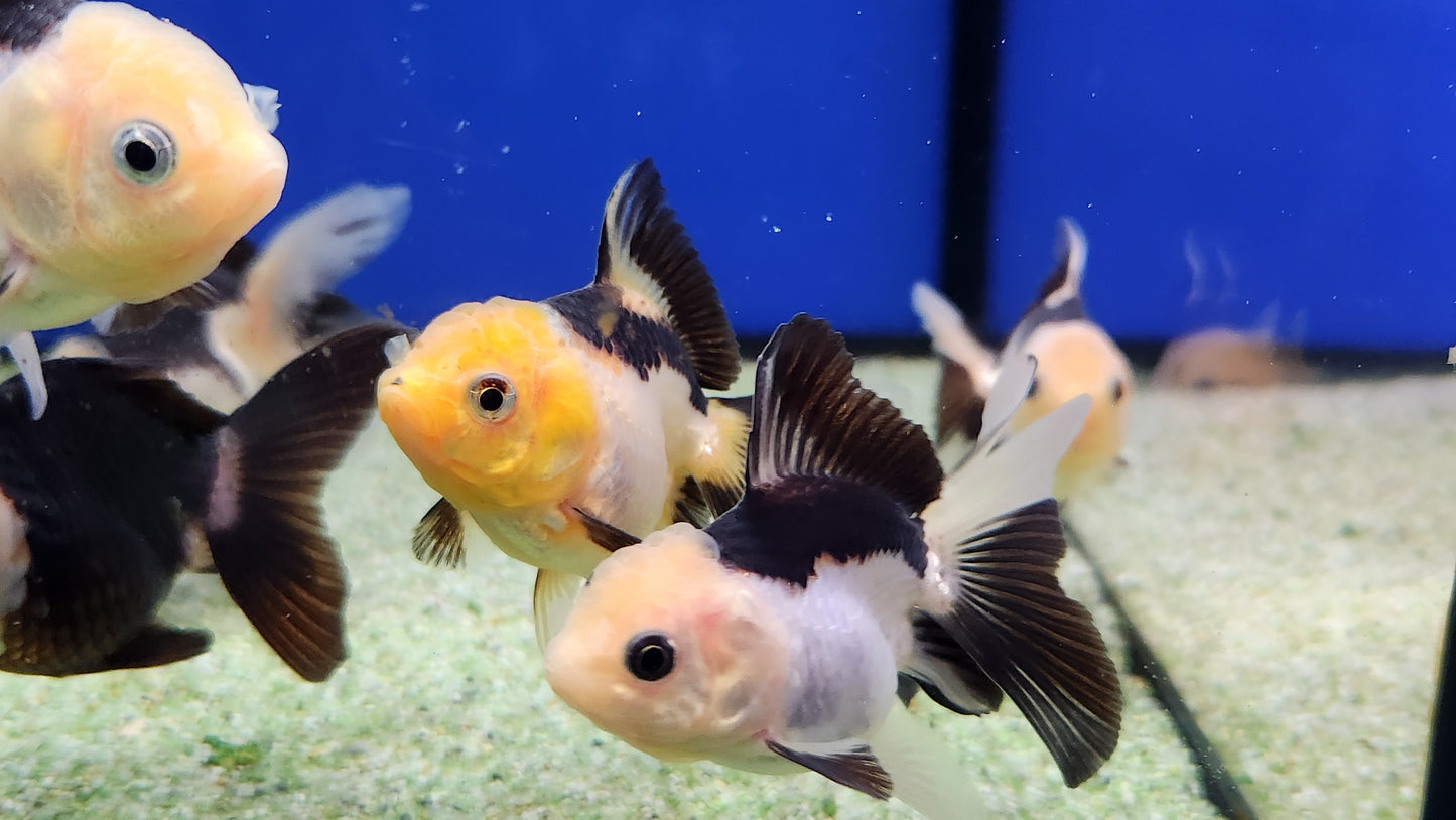 Panda and tri colour oranda.