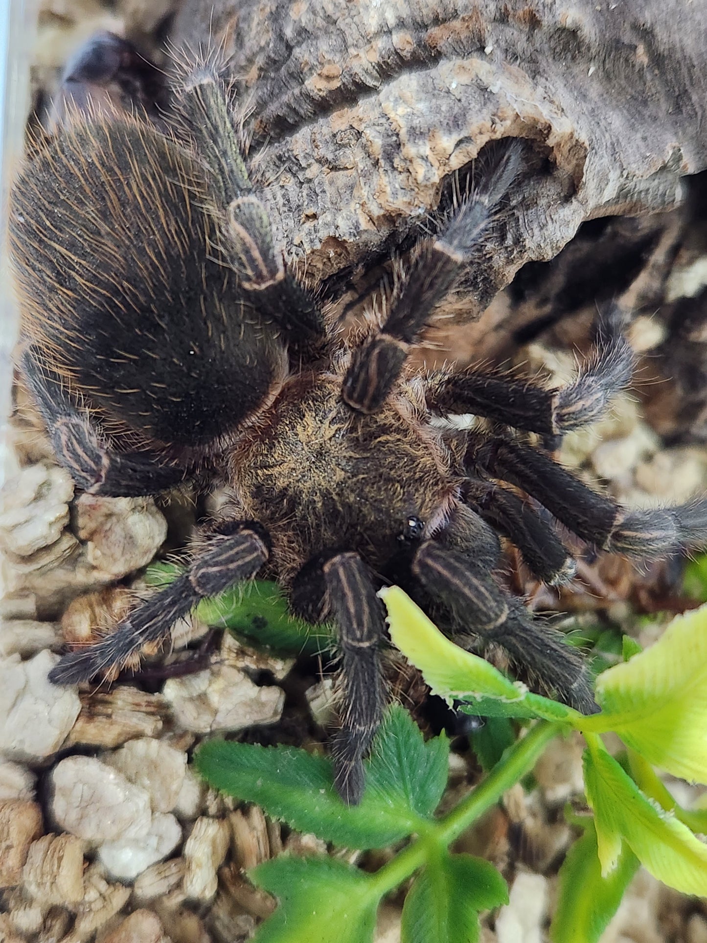 Bumba Horrida