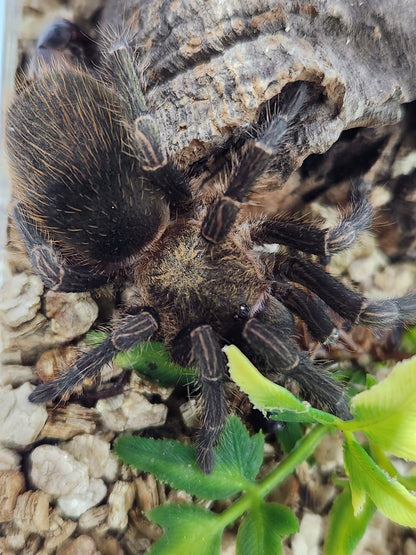 Bumba Horrida