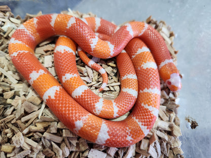 Tangerine Albino Honduran Milk Snake