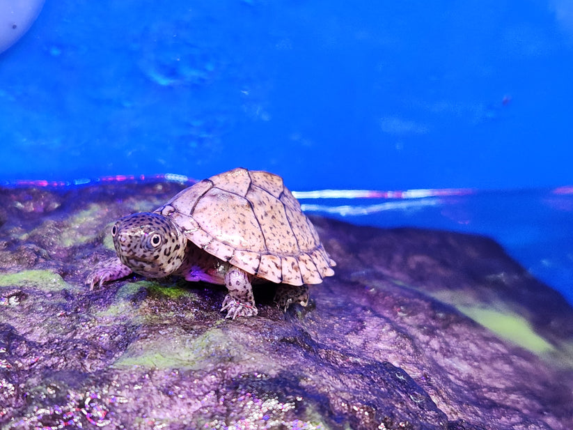 Mixed turtles musk, maps and cooters – Fish Tank Limited