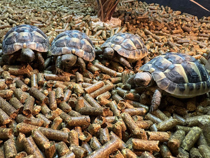 Baby Hermann tortoise 7-9cm