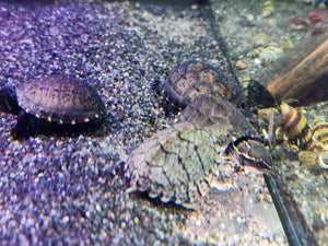 Mixed turtles musk, maps and cooters