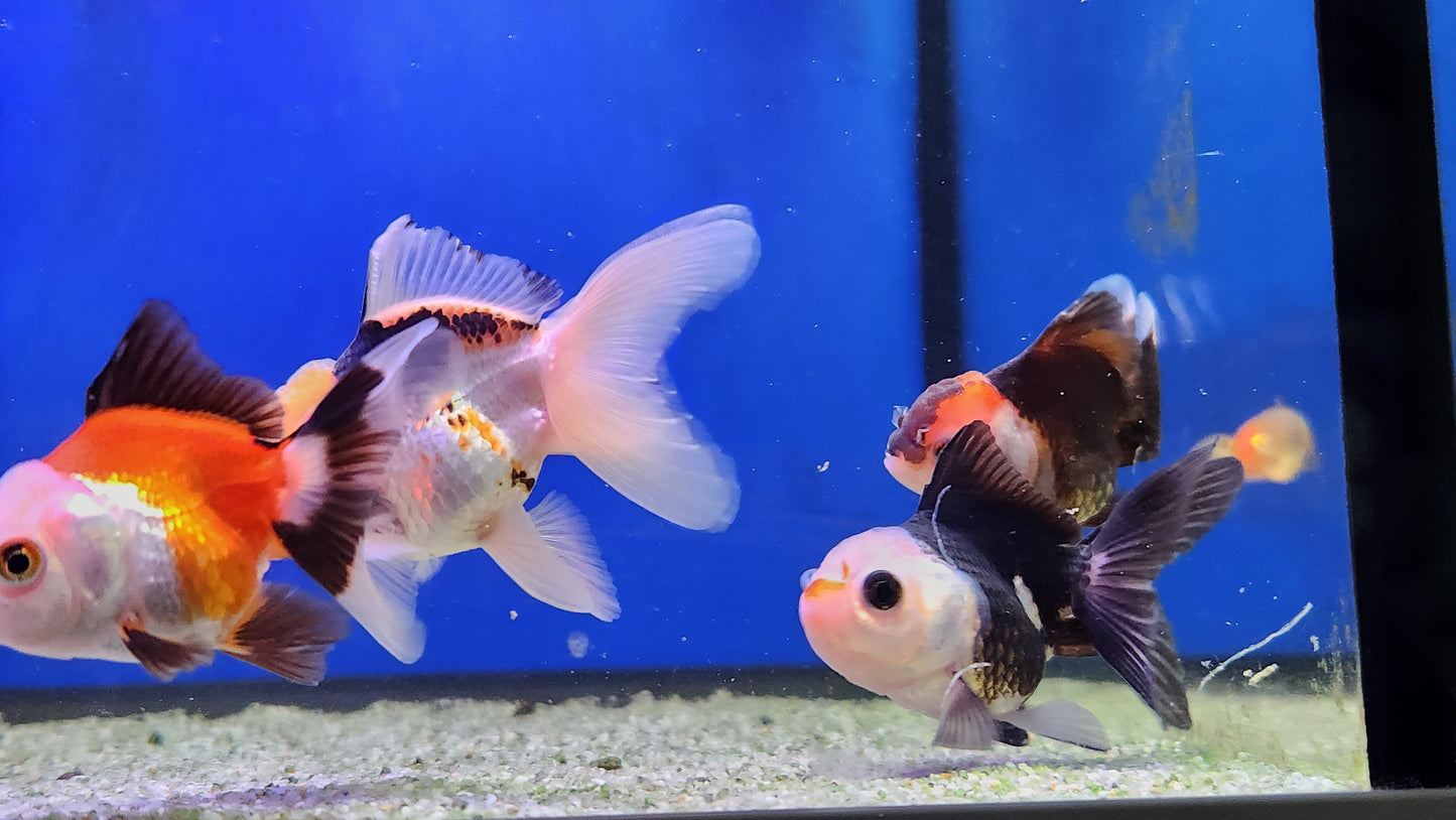 Panda and tri colour oranda.