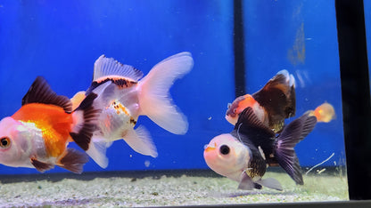 Panda and tri colour oranda.