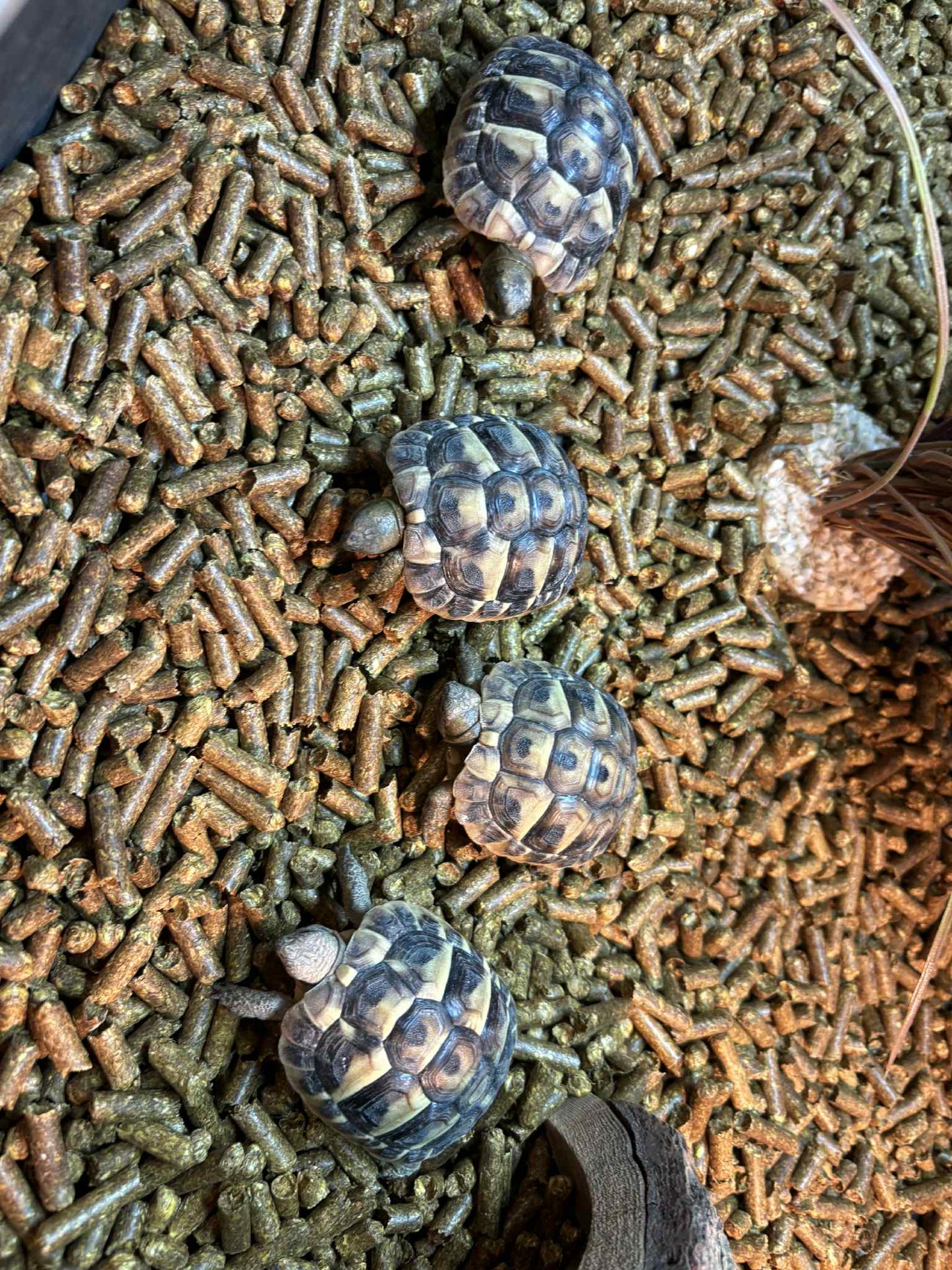 Baby Hermann tortoise 7-9cm