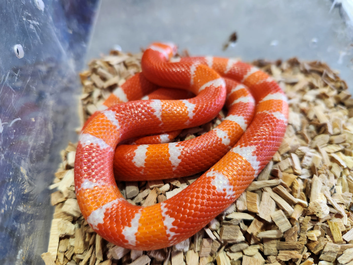 Tangerine Albino Honduran Milk Snake