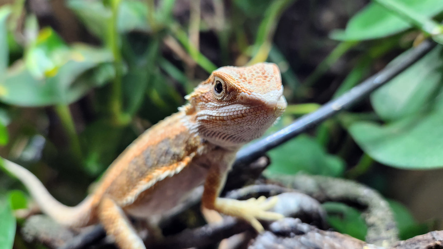 Bearded dragon