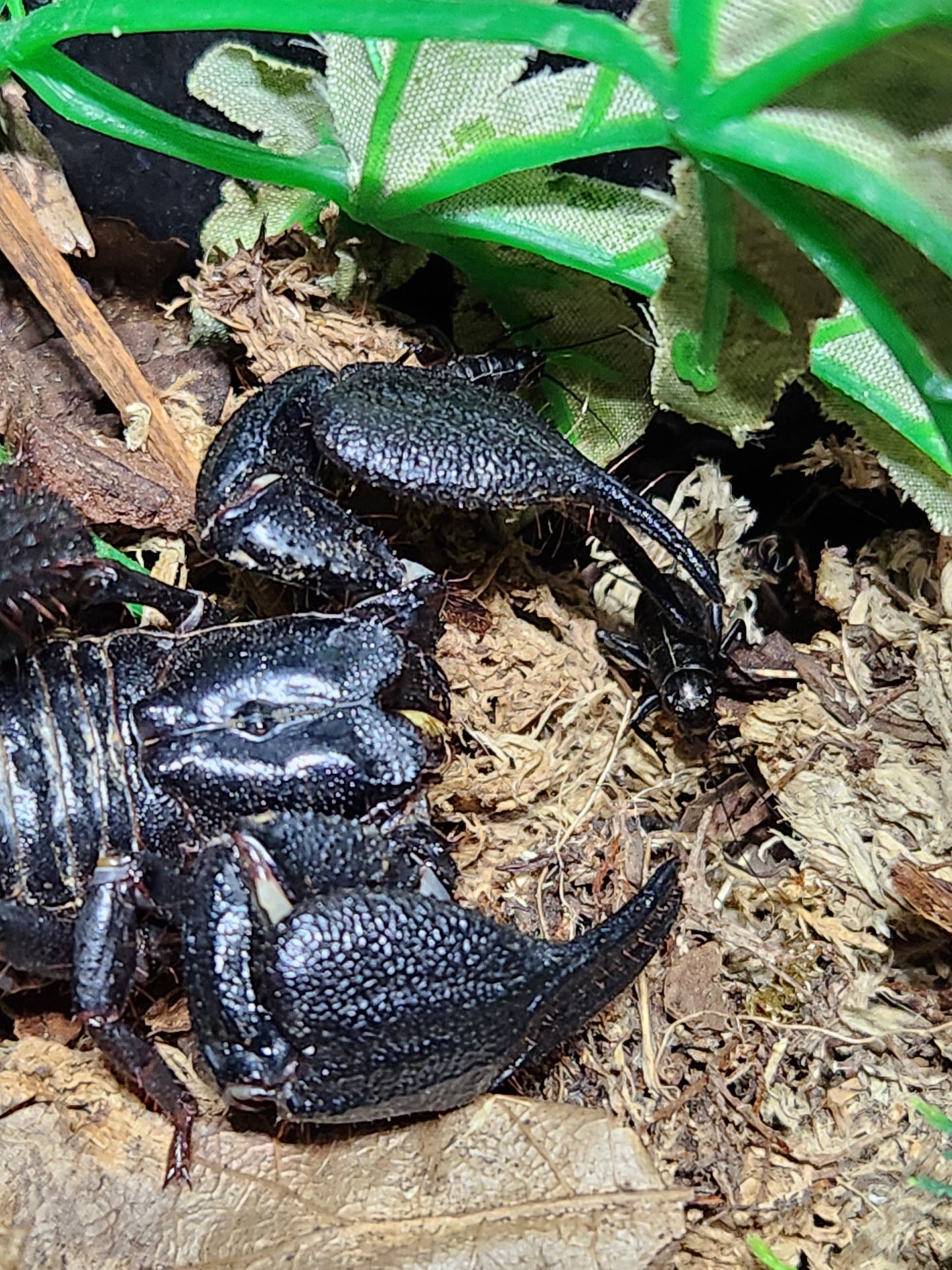 Indonesia Blue Scorpion