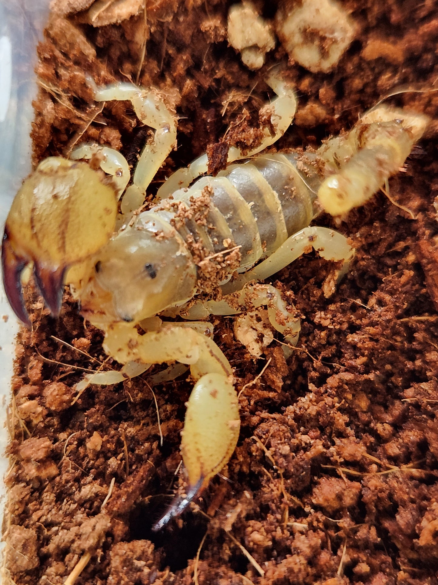 Israeli Gold Scorpion