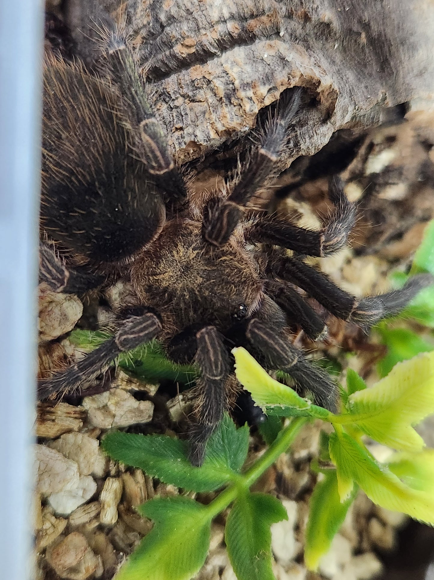 Bumba Horrida