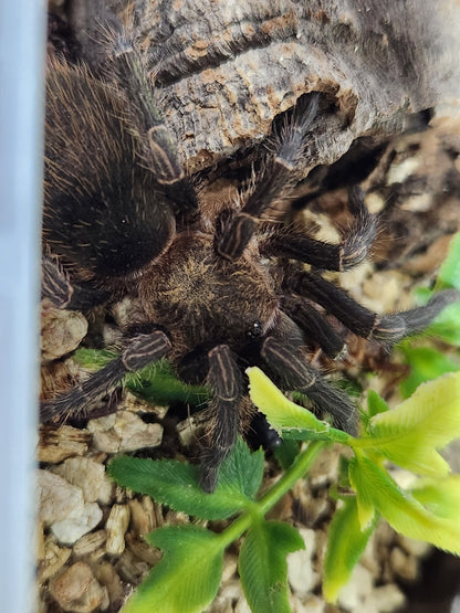 Bumba Horrida