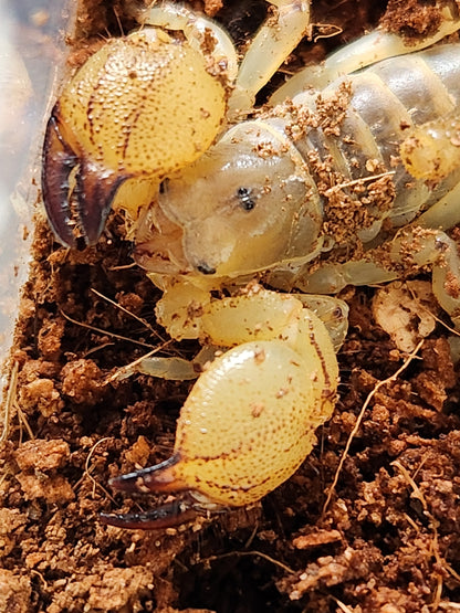 Israeli Gold Scorpion