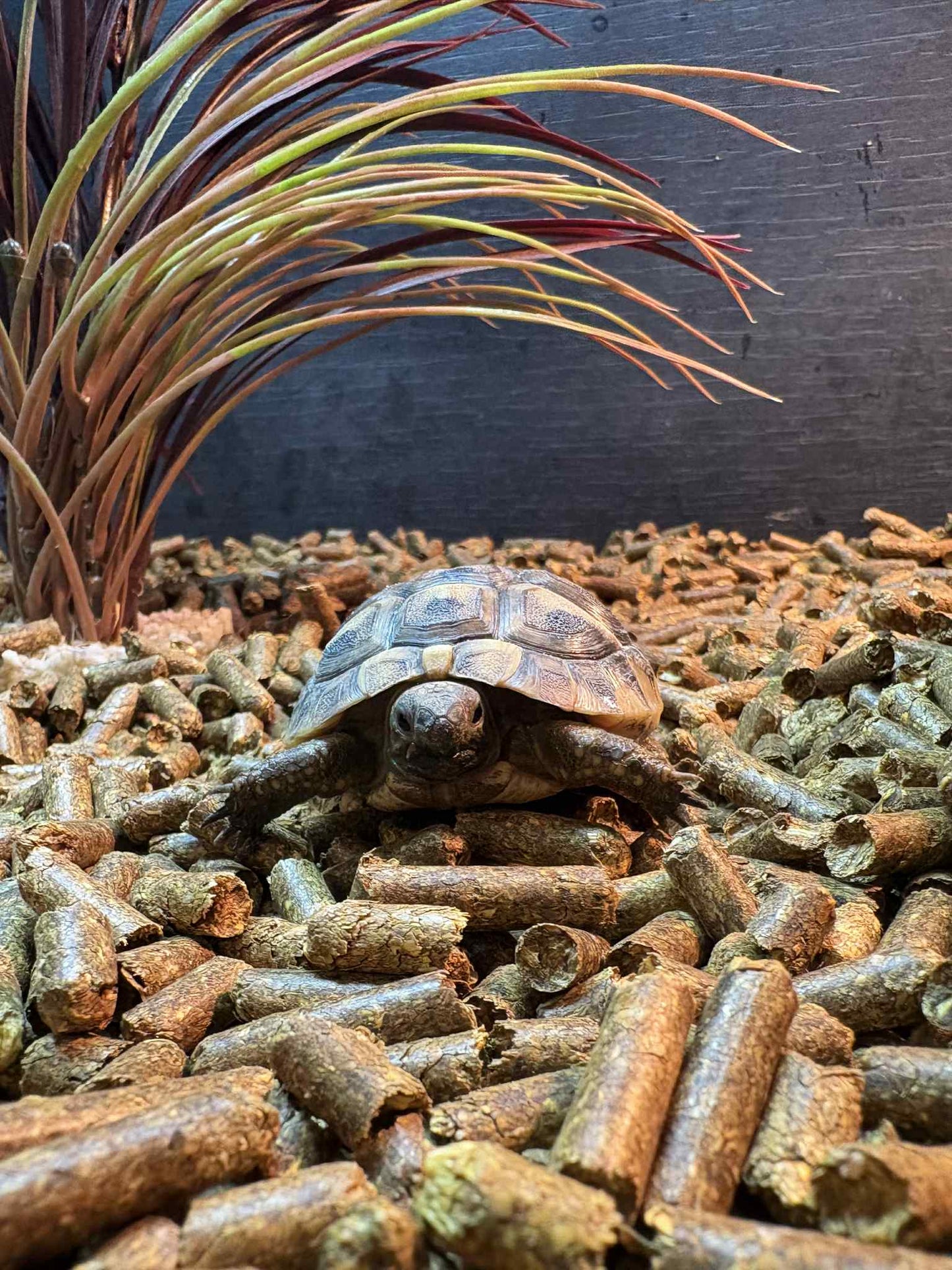 Baby Hermann tortoise 7-9cm