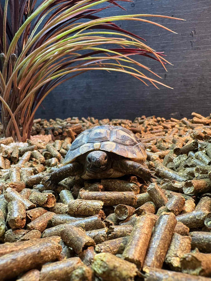 Baby Hermann tortoise 7-9cm