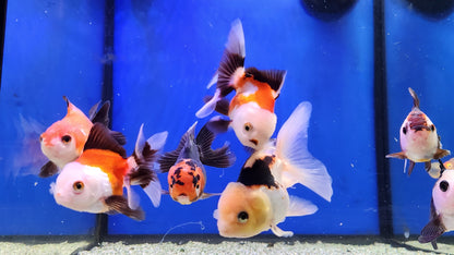 Panda and tri colour oranda.