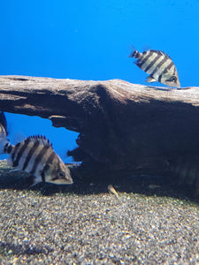Datnoid polata (tigerfish)