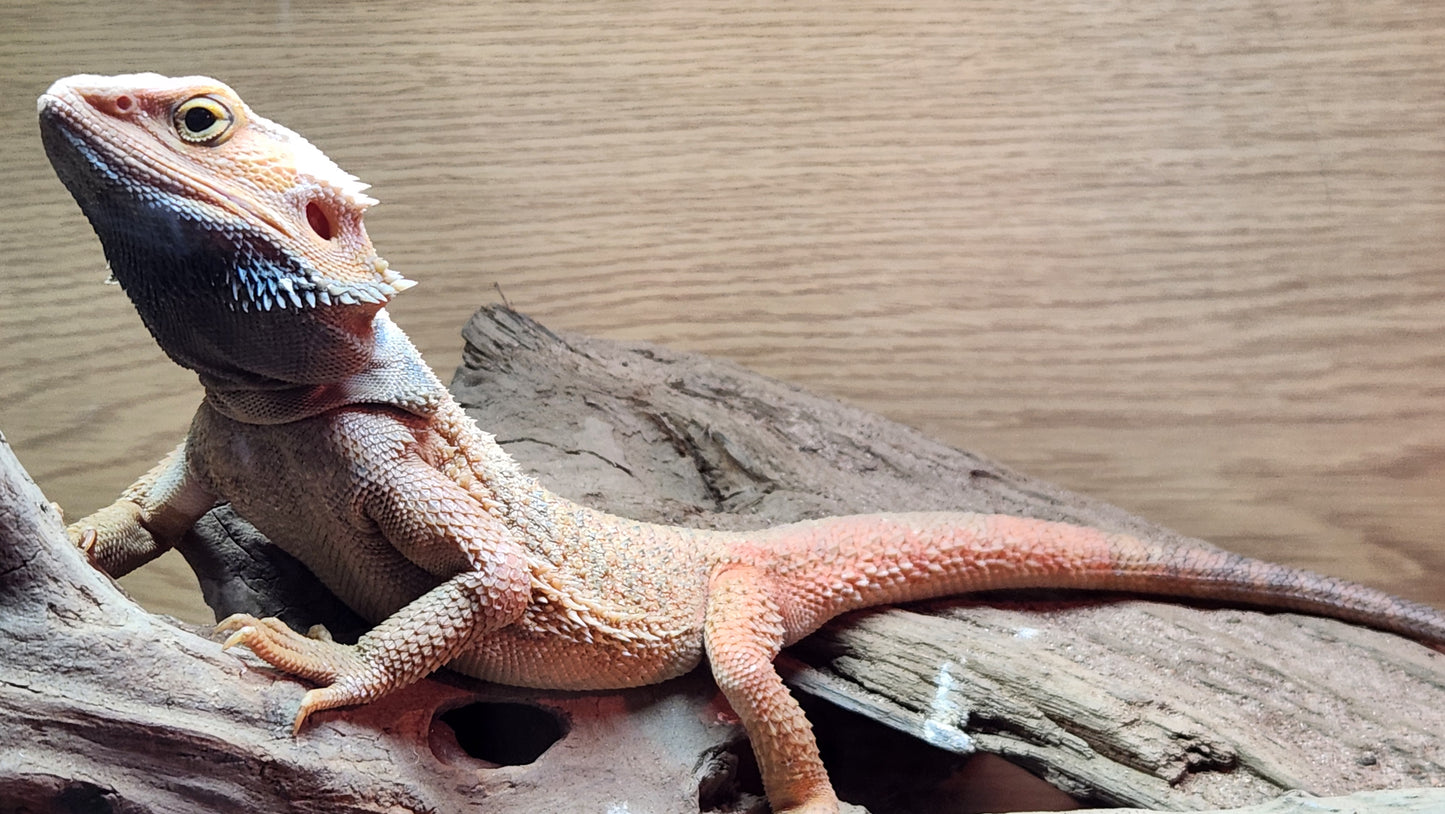 Bearded dragon