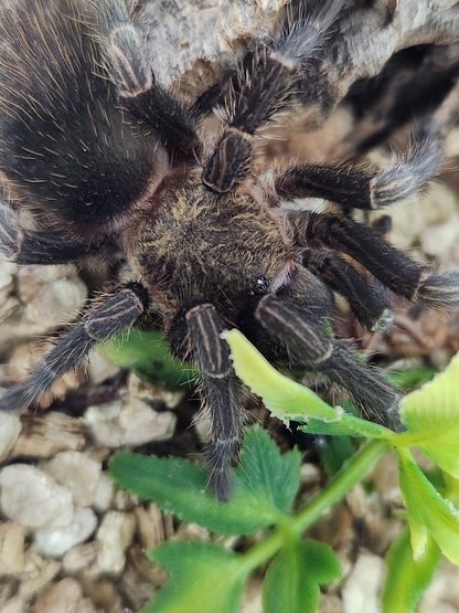 Bumba Horrida