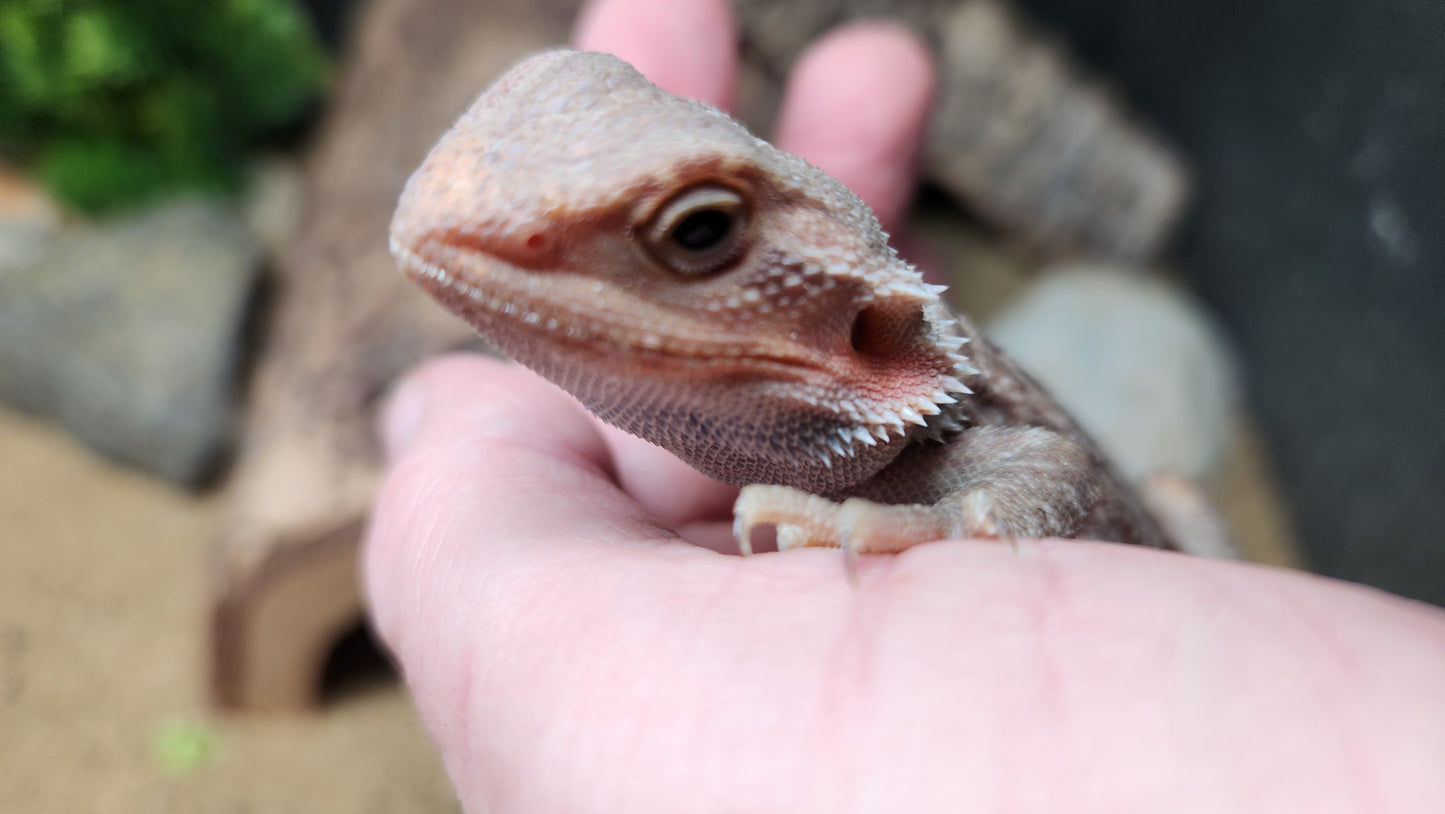 Bearded dragon