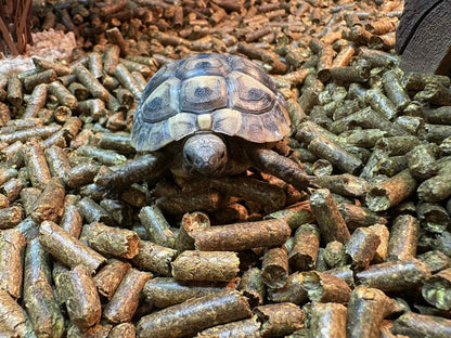 Baby Hermann tortoise 7-9cm