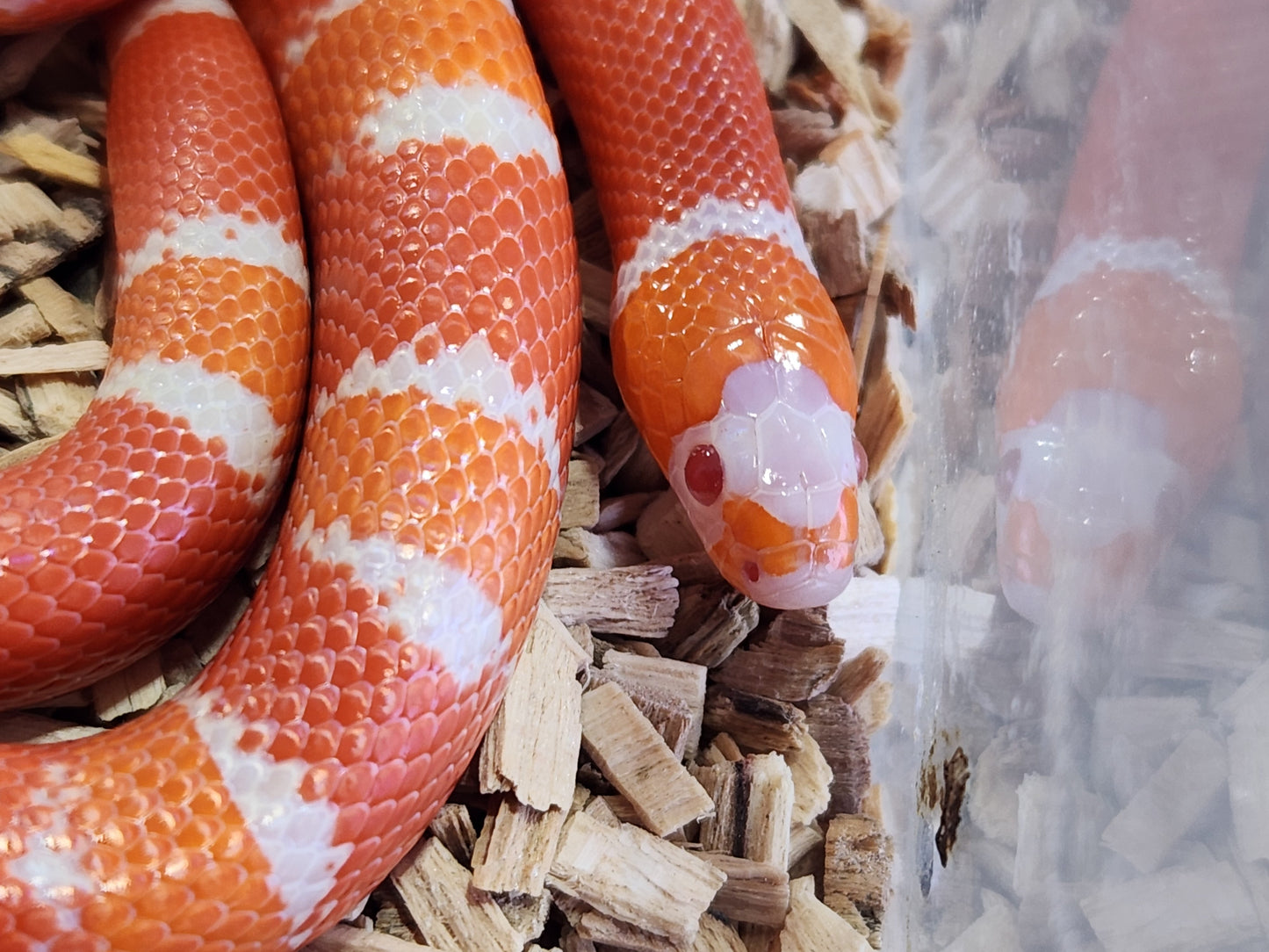 Tangerine Albino Honduran Milk Snake