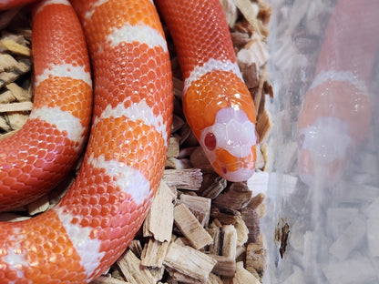 Tangerine Albino Honduran Milk Snake